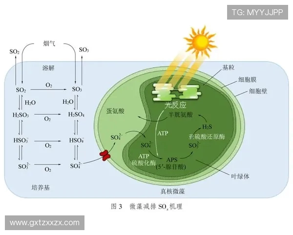 成都网球队技术分析与发展策略的深度探讨与展望